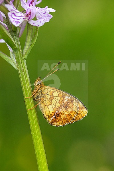 Lesser Marbled Fritillary sitting on an orchid stock-image by Agami/Wil Leurs,