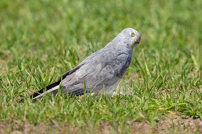 Montagu's Harrier (Circus pygargus), side view of an adult male standing on the ground with a funny posture, Campania, Italy stock-image by Agami/Saverio Gatto,