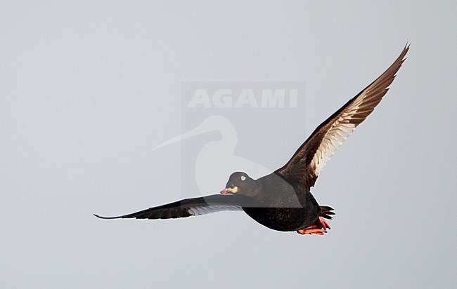 Mannetje Grote Zee-eend in flight; Male Velvet Scoter in flight stock-image by Agami/Markus Varesvuo,