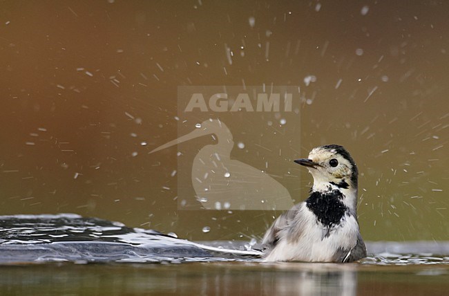 Volwassen Witte kwikstaart badderend; Adult White Wagtail bathing stock-image by Agami/Markus Varesvuo,