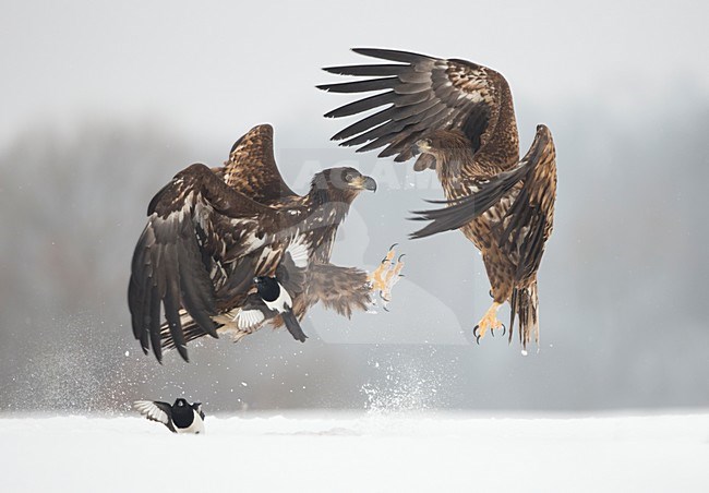 Zeearenden vechtend in de sneeuw, White-tailed Eagles fighting in the snow stock-image by Agami/Danny Green,