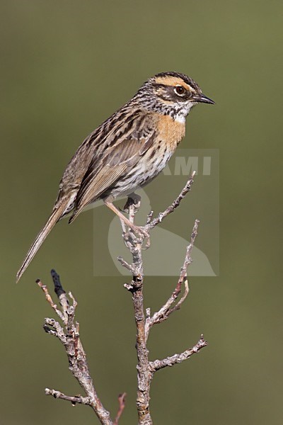 Gestreepte Heggenmus zittend op tak, Rufous-breasted Accentor perched on branch stock-image by Agami/Dubi Shapiro,