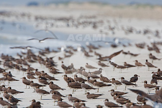 Hemprichs Meeuw; Sooty Gull stock-image by Agami/Daniele Occhiato,