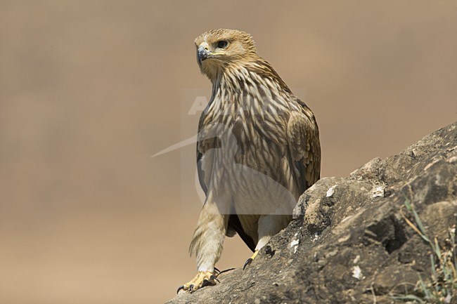 Keizerarend in zit; Asian Imperial Eagle perched stock-image by Agami/Daniele Occhiato,