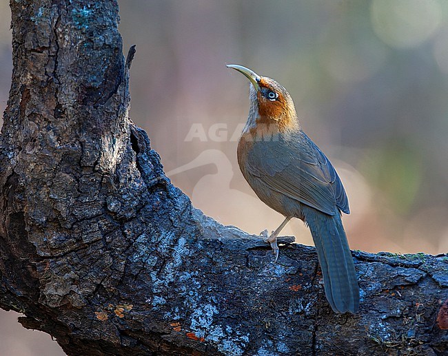 Rusty-cheeked scimitar babbler (Erythrogenys erythrogenys) at Pangot in foothills of the Himalayas in India. stock-image by Agami/Marc Guyt,