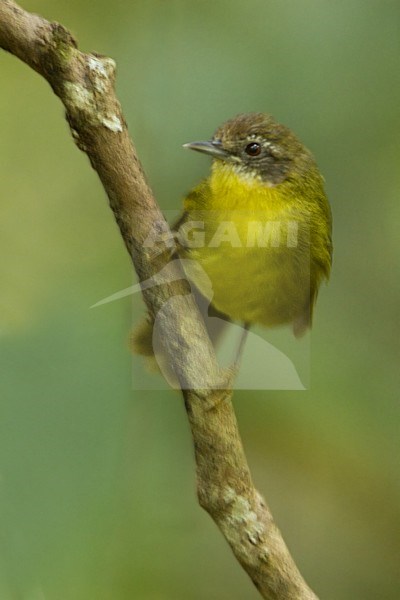 Wigstaartjery, Wedge-tailed Jery stock-image by Agami/Dubi Shapiro,