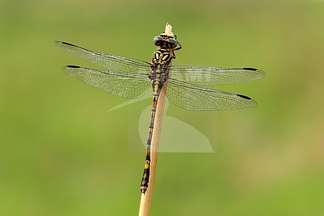 Vrouwtje Paragomphus cognatus, Female Rock Hooktail stock-image by Agami/Wil Leurs,