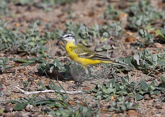 Beema Gele Kwikstaart, Syke's Wagtail, Motacilla flava beema stock-image by Agami/Andy & Gill Swash ,