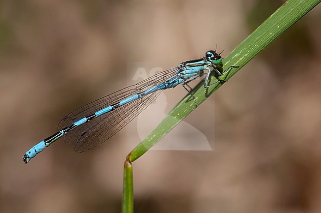 Adult male Northern Damselfly (Coenagrion hastulatum) resting on grass at the Kampina in the Netherlands. stock-image by Agami/Fazal Sardar,