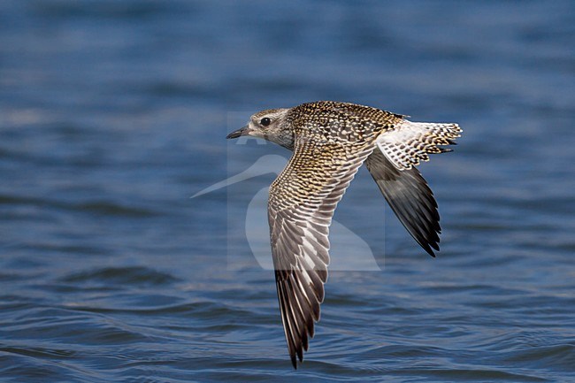 Juveniele Zilverplevier in de vlucht; Juvenile Grey Plover in flight stock-image by Agami/Daniele Occhiato,