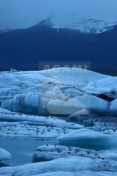 Ijsbergen en avondlicht bij Jokulsarlon; Icebergs and eveninglight at Jokulsarlon stock-image by Agami/Menno van Duijn,