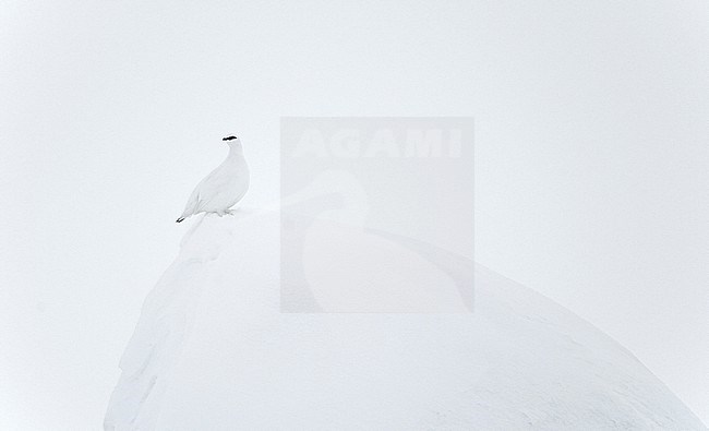 Ptarmigan male (Lagopus mutus) Utsjoki Finland February 2019 stock-image by Agami/Markus Varesvuo,