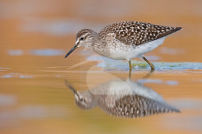 Wood Sandpiper (Tringa glareola), side view of an adult standing in the water, Campania, Italy stock-image by Agami/Saverio Gatto,