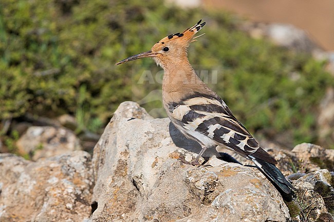 Eurasian Hoopoe (Upupa epops), adult standing on a rock stock-image by Agami/Saverio Gatto,