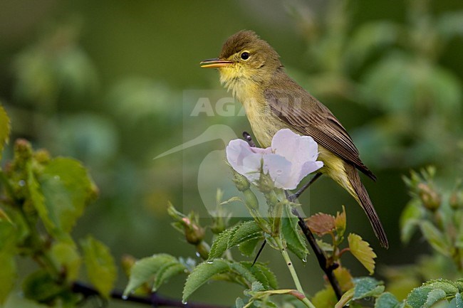 Orpheusspotvogel op takje; Melodious Warbler on twig stock-image by Agami/Daniele Occhiato,