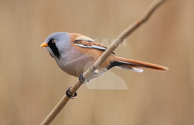 Mannetje Baardman, Bearded Reedling male stock-image by Agami/Chris van Rijswijk,