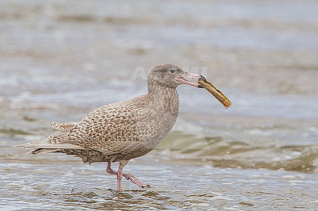 Grote Burgemeester, Glaucous Gull, Larus hyperboreus stock-image by Agami/Menno van Duijn,