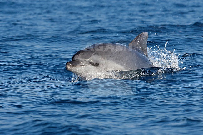 Bottlenose Dolphin (Tursiops truncatus), adult breaching the sea, Lazio, Italy stock-image by Agami/Saverio Gatto,