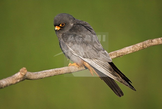 Roodpootvalk, Red-Footed Falcon, Falco vespertinus stock-image by Agami/Marc Guyt,