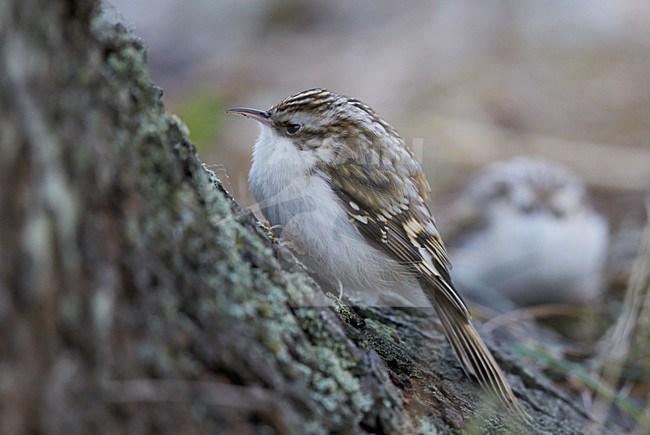 Taigaboomkruiper, Eurasian Treecreeper, Certhia familiaris stock-image by Agami/Markus Varesvuo,