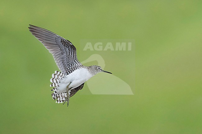 Adult
Galveston Co., TX
April 2023 stock-image by Agami/Brian E Small,