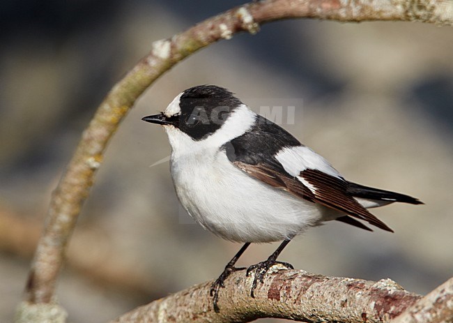 Withalsvliegenvanger; Collared Flycatcher stock-image by Agami/Markus Varesvuo,