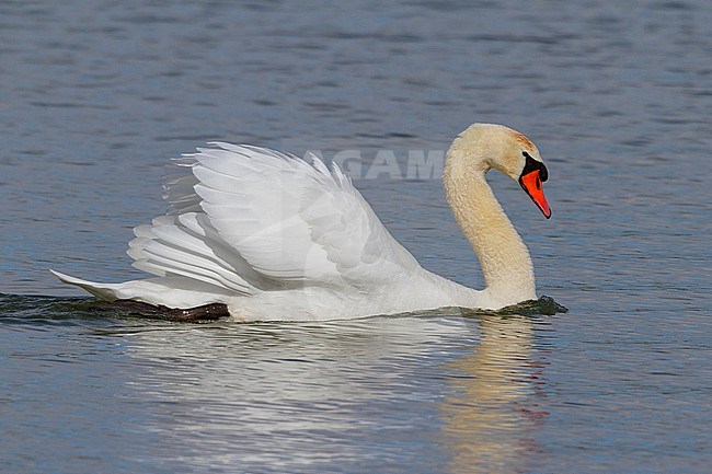 Mute Swan, Adult swimming, Basilicata, Italy (Cygnus olor) stock-image by Agami/Saverio Gatto,