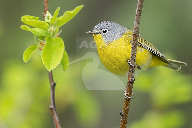 Nashville Warbler (Vermivora ruficapilla) perched on a branch in British Columbia, Canada. stock-image by Agami/Glenn Bartley,
