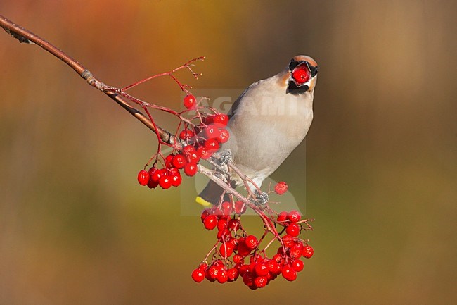 Pestvogel, Bohemian Waxwing, Bombycilla garrulus stock-image by Agami/Jari Peltomäki,