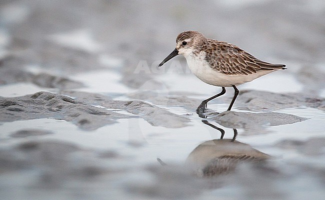 First-winter Western Sandpiper (Calidris mauri) wading on mud flat in Massachusetts, United States. stock-image by Agami/Ian Davies,