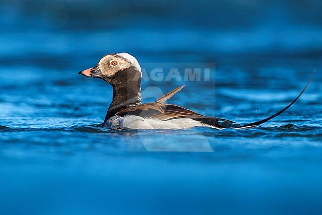 Adult male Long-tailed Duck (Clangula hyemalis) in summer breeding plumage swimming on an arctic pond near lake Myvatn in Iceland. stock-image by Agami/Daniele Occhiato,