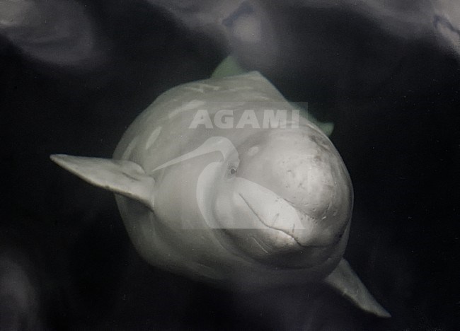 Beloega onder water; Beluga below surface stock-image by Agami/WJ Strietman,