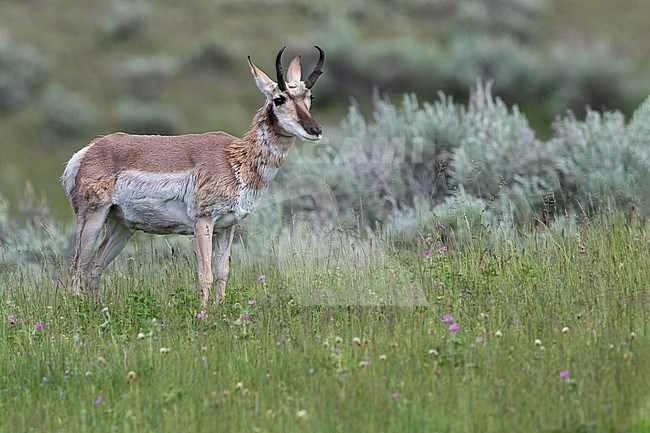 Pronghorn (Antilocapra americana) in a meadow in North-America. stock-image by Agami/Dubi Shapiro,