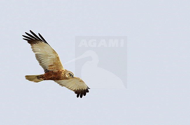 Mannetje Bruine kiekendief in de vlucht; Male Western Marsh Harrier in flight stock-image by Agami/Markus Varesvuo,