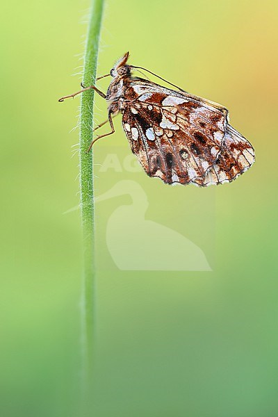 Weaver's Fritillary; Boloria dia stock-image by Agami/Wil Leurs,