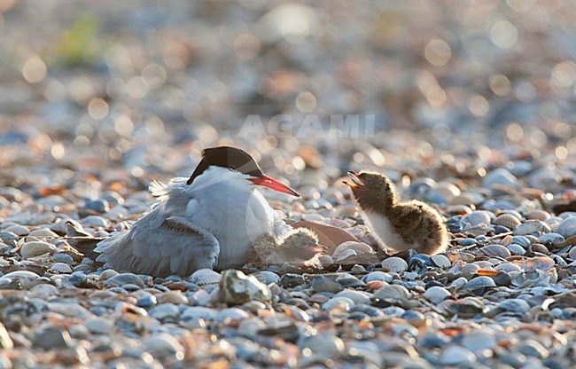 Visdief; Common Tern stock-image by Agami/Marc Guyt,