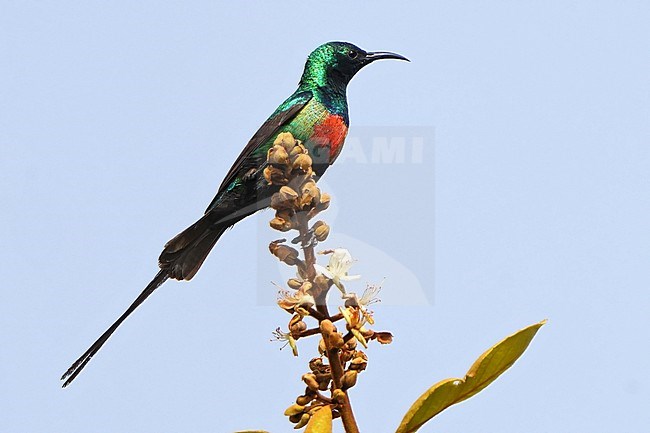 Male Beautiful sunbird (Cinnyris pulchellus) perched. stock-image by Agami/Dani Lopez-Velasco,