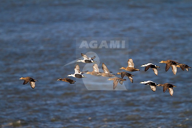 Common Eider - Eiderente - Somateria mollissima ssp. mollissima, Germany stock-image by Agami/Ralph Martin,