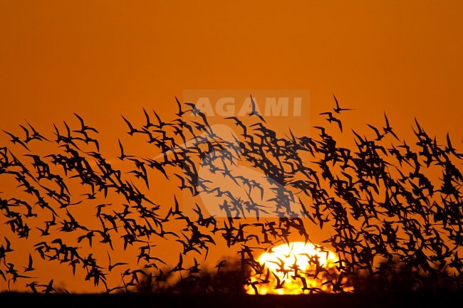 Grote Stern kolonie Utopia, Texel; Sandwich Tern colony on Texel stock-image by Agami/Harvey van Diek,