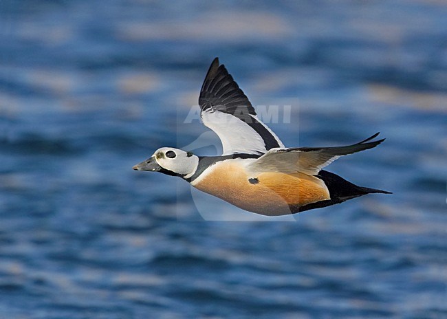 Mannetje Stellers Eider in de vlucht; Male Steller\'s Eider in flight stock-image by Agami/Markus Varesvuo,