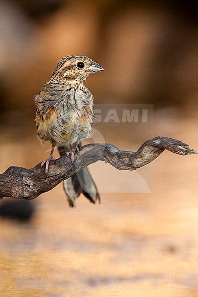Worn adult male Cirl Bunting (Emberiza cirlus) perched on a small branch during late summer in Spain. stock-image by Agami/Oscar Díez,