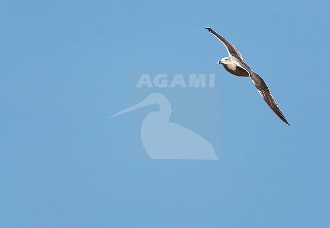Second-winter Lesser Black-backed Gull (Larus fuscus) in flight over the coast of the Netherlands during autumn. Banking in the sky. stock-image by Agami/Marc Guyt,