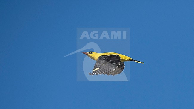 Side view of a male Eurasian Golden Oriole (Oriolus oriolus) in flight. Kazakhstan stock-image by Agami/Markku Rantala,