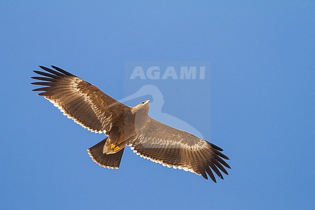 Steppe Eagle - Steppenadler - Aquila nipalensis, Oman, 2nd cy stock-image by Agami/Ralph Martin,