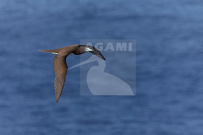 Adult Indo-Pacific Brown Booby (Sula leucogaster plotus) at sea in the Pacific Ocean, around the Solomon Islands. stock-image by Agami/Marc Guyt,