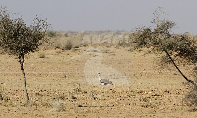 Critically Endangered Great Indian Bustard (Ardeotis nigriceps) walking through desert in India. As few as 150 individuals were estimated to survive in 2018. stock-image by Agami/James Eaton,