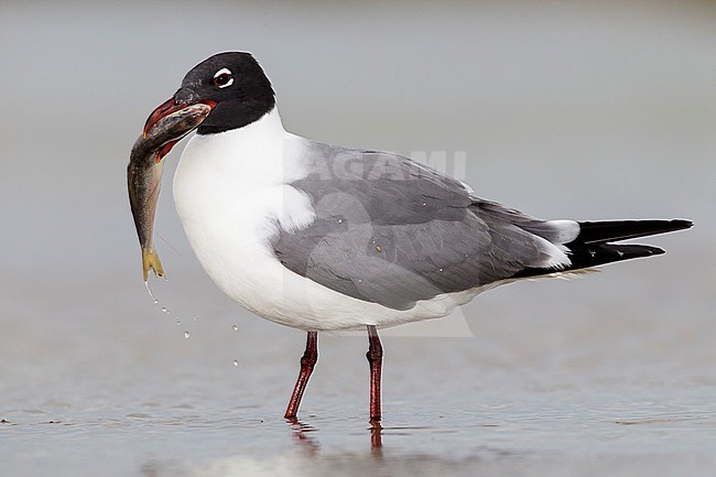 Adult breeding
Galveston Co., TX
April 2012 stock-image by Agami/Brian E Small,