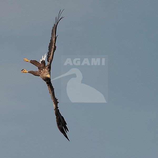 Jagende volwassen Zeearend; Hunting adult White-tailed Eagle stock-image by Agami/Han Bouwmeester,