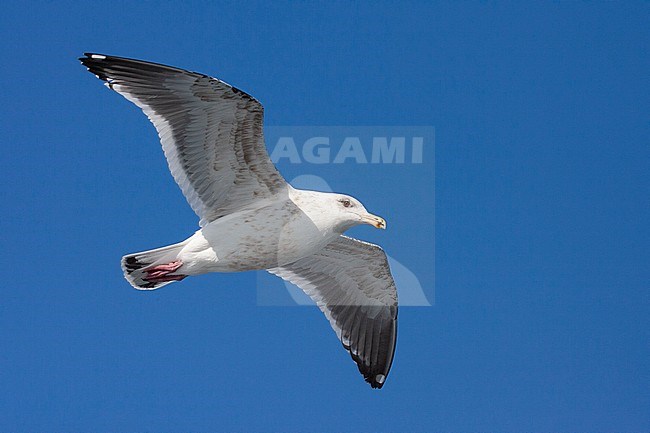 Subadult Slaty-backed Gull (Larus schistisagus) wintering on Hokkaido, Japan. In flight, seen from below. stock-image by Agami/Marc Guyt,