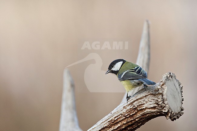 Koolmees zittend op gewei; Great Tit perched on an antler stock-image by Agami/Wim Wilmers,